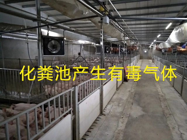 養豬場化糞池發生氣體中毒 養豬場化糞池發生氣體中毒